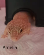 Samičky Gekončíka Nočního + Výbava