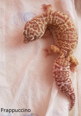 Samičky Gekončíka Nočního + Výbava