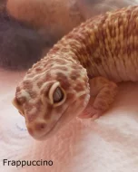 Samičky Gekončíka Nočního + Výbava