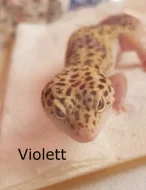 Samičky Gekončíka Nočního + Výbava