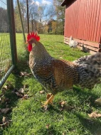 Vlaška rodobarvá šedoprsá