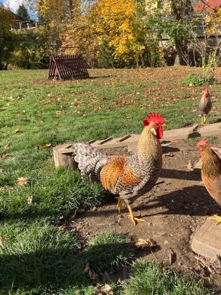 Vlaška rodobarvá šedoprsá