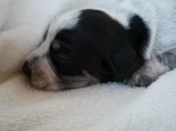 Modrý gaskoňský basset s PP