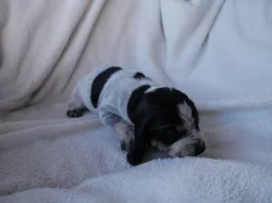 Modrý gaskoňský basset s PP