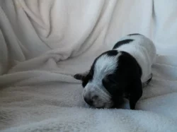 Modrý gaskoňský basset s PP