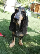 Modrý gaskoňský basset s PP