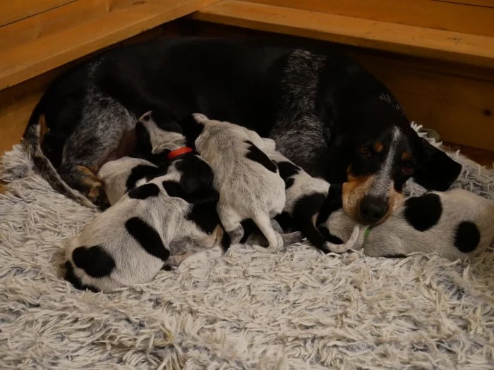 Modrý gaskoňský basset s PP