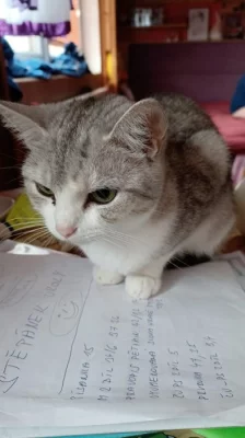 Daruji do dobrých rukou majnskou a britskou kocicku