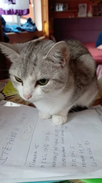 Daruji do dobrých rukou majnskou a britskou kocicku