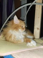 Daruji do dobrých rukou majnskou a britskou kocicku