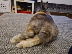 Zakrslý králíček