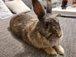 Zakrslý králíček