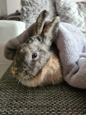 Zakrslý králíček