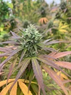 Zdravotní kush pro kameníky