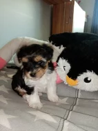 Biewer teriér fenka