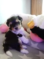 Biewer teriér fenka