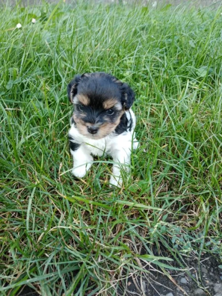 Biewer teriér fenka