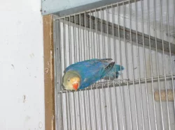 Agapornis Fišeri
