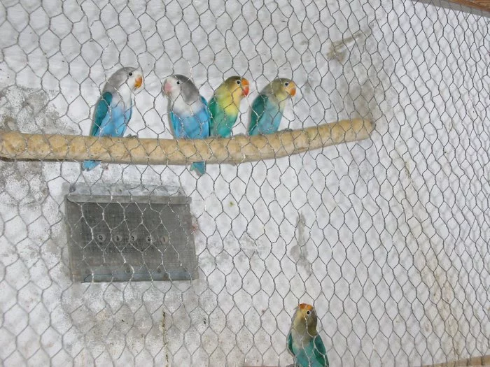 Agapornis Fišeri