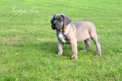 Cane Corso štěňata s FCI PP