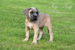 Cane Corso štěňata s FCI PP