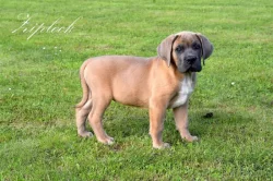 Cane Corso štěňata s FCI PP