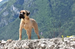 Cane Corso štěňata s FCI PP
