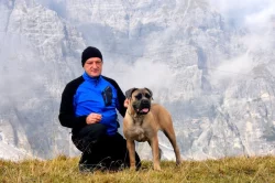 Cane Corso štěňata s FCI PP