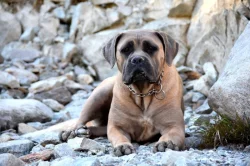Cane Corso štěňata s FCI PP