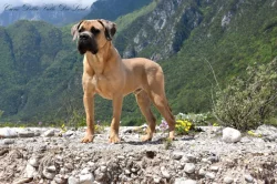Cane Corso štěňata s FCI PP
