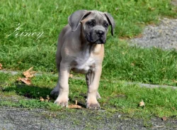 Cane Corso štěňata s FCI PP