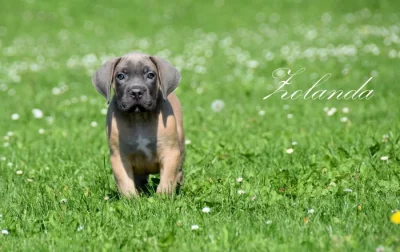 Cane Corso štěňata s FCI PP