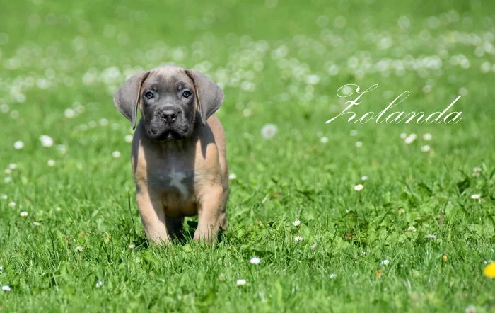 Cane Corso štěňata s FCI PP