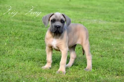 Cane Corso štěňata s FCI PP