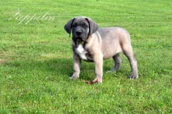 Cane Corso štěňata s FCI PP