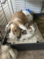 Zakrslý králík + její mladé