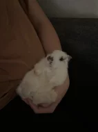 Zakrslý králík + její mladé