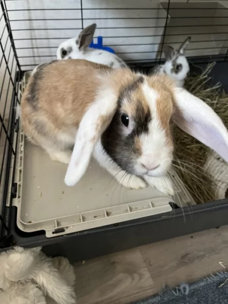 Zakrslý králík + její mladé