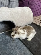 Zakrslý králík + její mladé