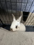 Zakrslý králík + její mladé