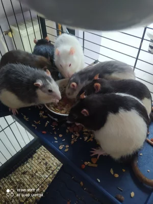 Daruji potkaní kluky