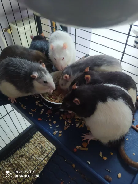 Daruji potkaní kluky