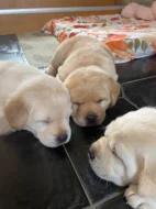 Štěně labradorského retrívra