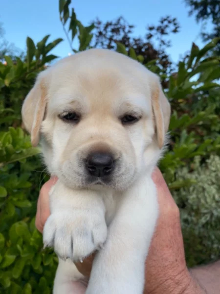 Štěně labradorského retrívra