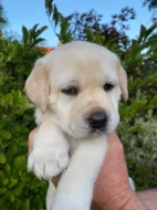 Štěně labradorského retrívra