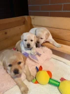 Štěně labradorského retrívra