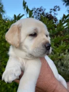 Štěně labradorského retrívra
