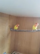 AGAPORNIS RŮŽOHRDLÝ LUTINO OPALÍN