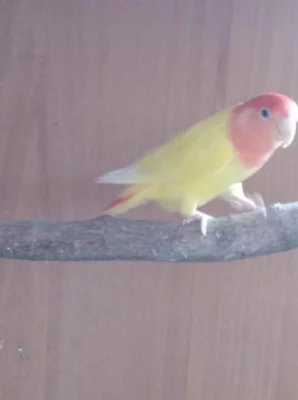 AGAPORNIS RŮŽOHRDLÝ LUTINO OPALÍN