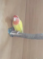 AGAPORNIS RŮŽOHRDLÝ LUTINO OPALÍN